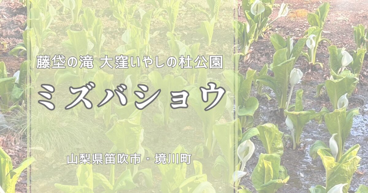 ミズバショウ群生地｜藤垈の滝・大窪いやしの杜公園（山梨・笛吹市）