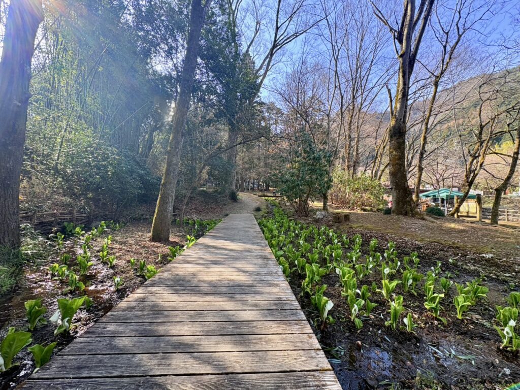 整備された遊歩道とミズバショウの景観