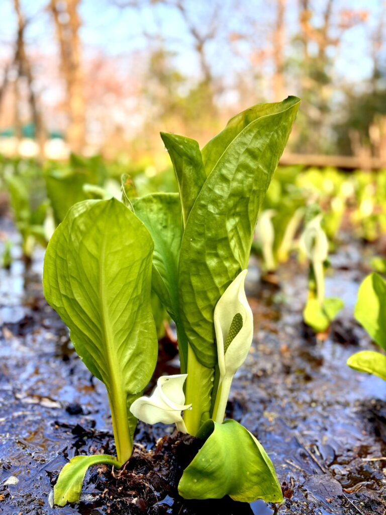 静かな自然の中に咲くミズバショウ