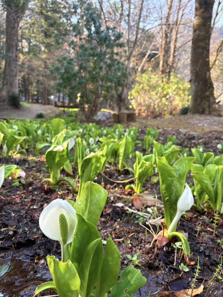 清流沿いに咲くミズバショウ群生