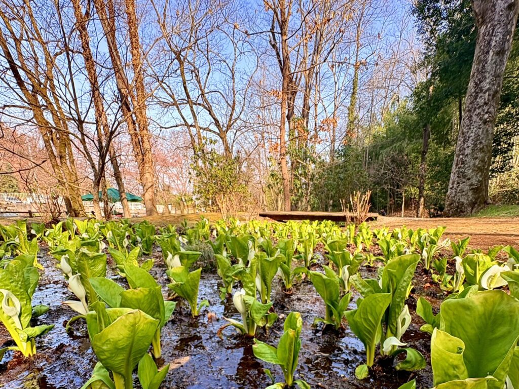 清流沿いに咲くミズバショウ群生。約3,000株の春の風景。
