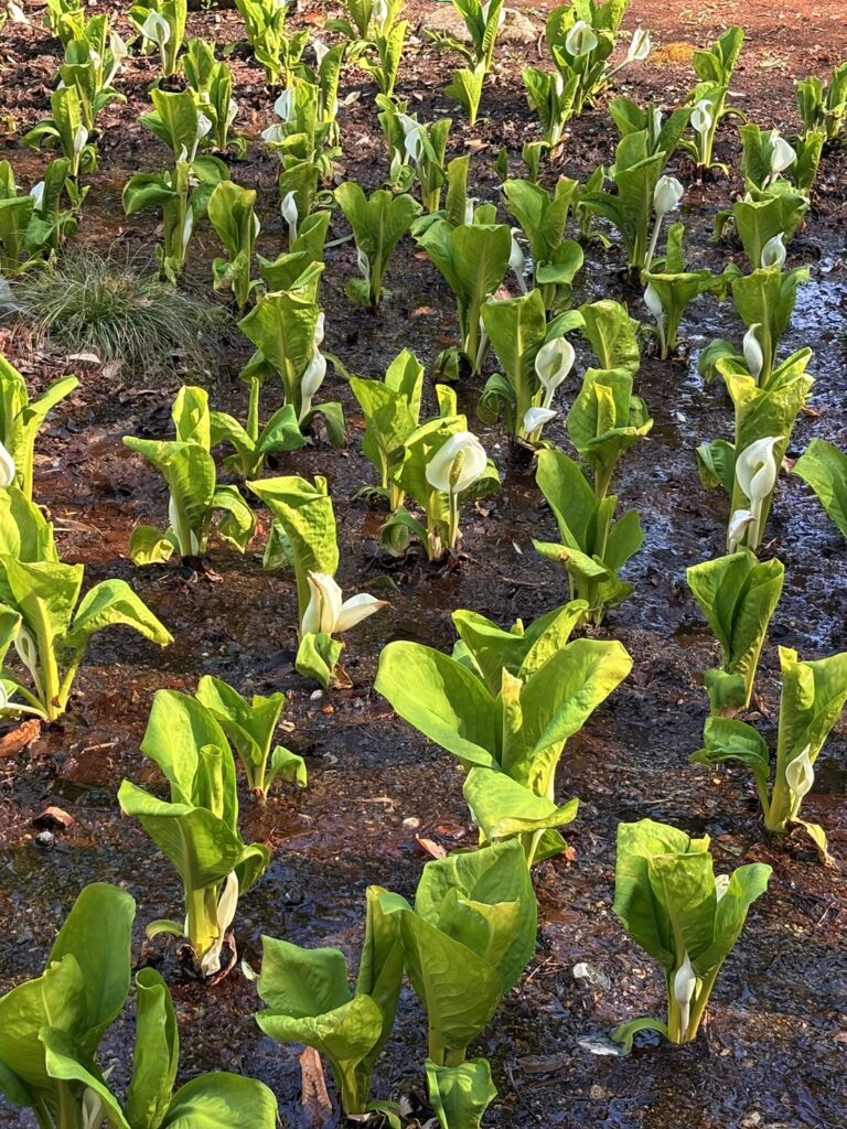 緑の中に咲くミズバショウの群生風景
