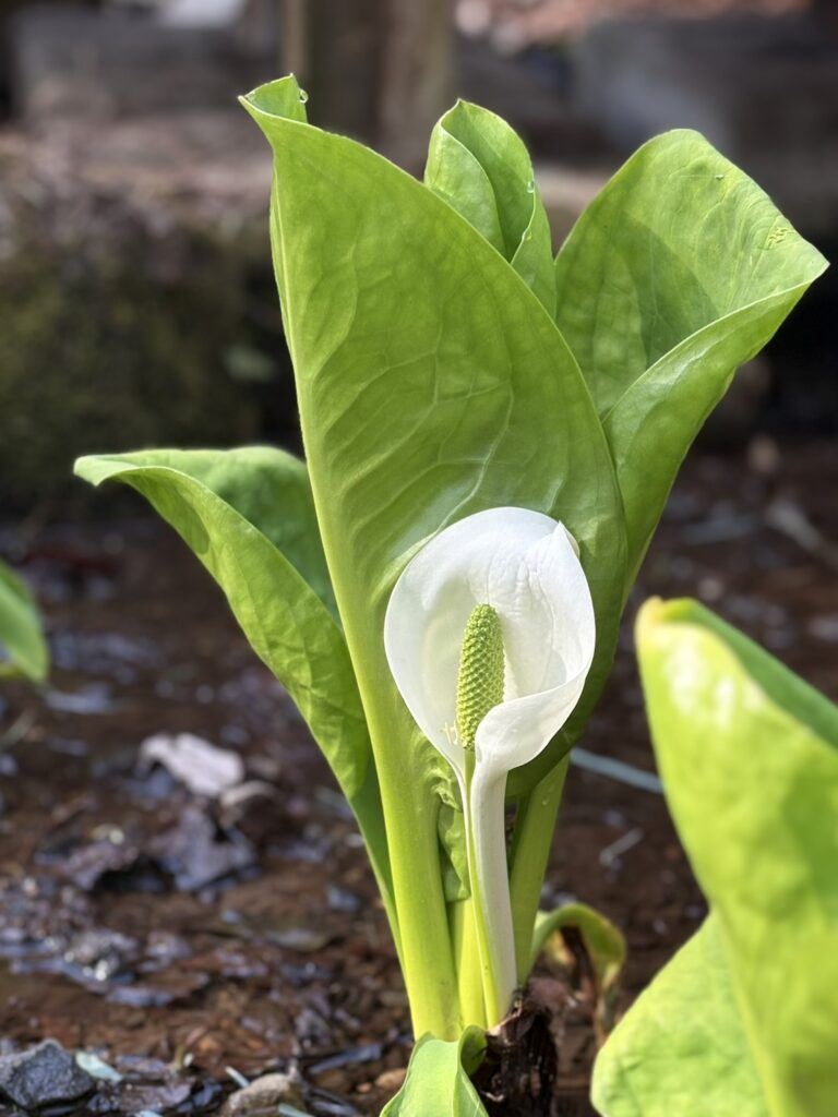 白く清楚なミズバショウの花のアップ