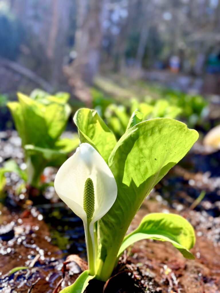 光を受けて輝く白いミズバショウの花