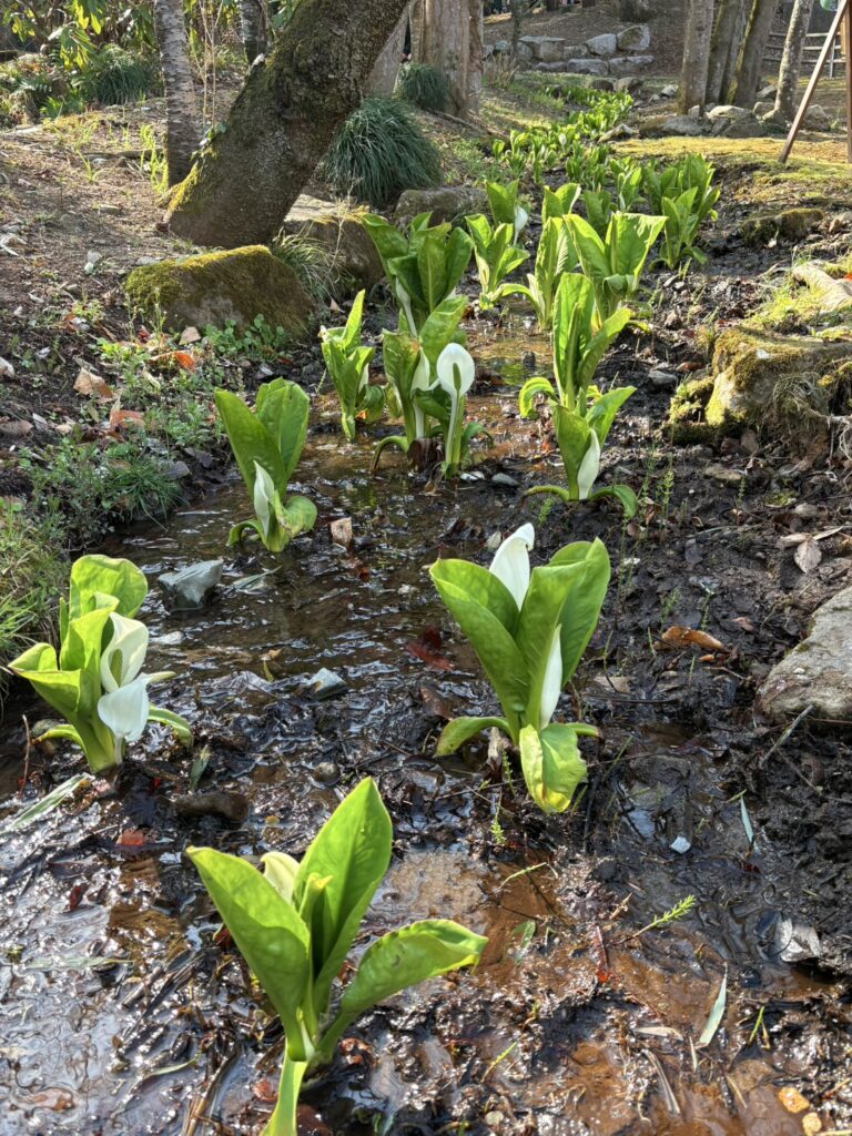 春の訪れを感じるミズバショウの風景