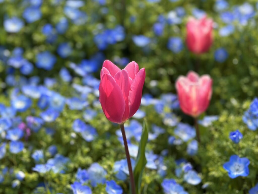 広がるネモフィラの青の中で咲く赤いチューリップ