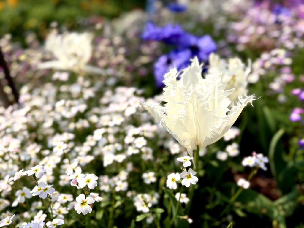 白いのフリンジチューリップが可愛い