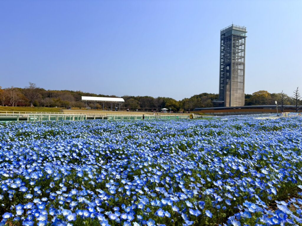 浜名湖ガーデンパーク、花ひろばに広がるネモフィラの青い景色
