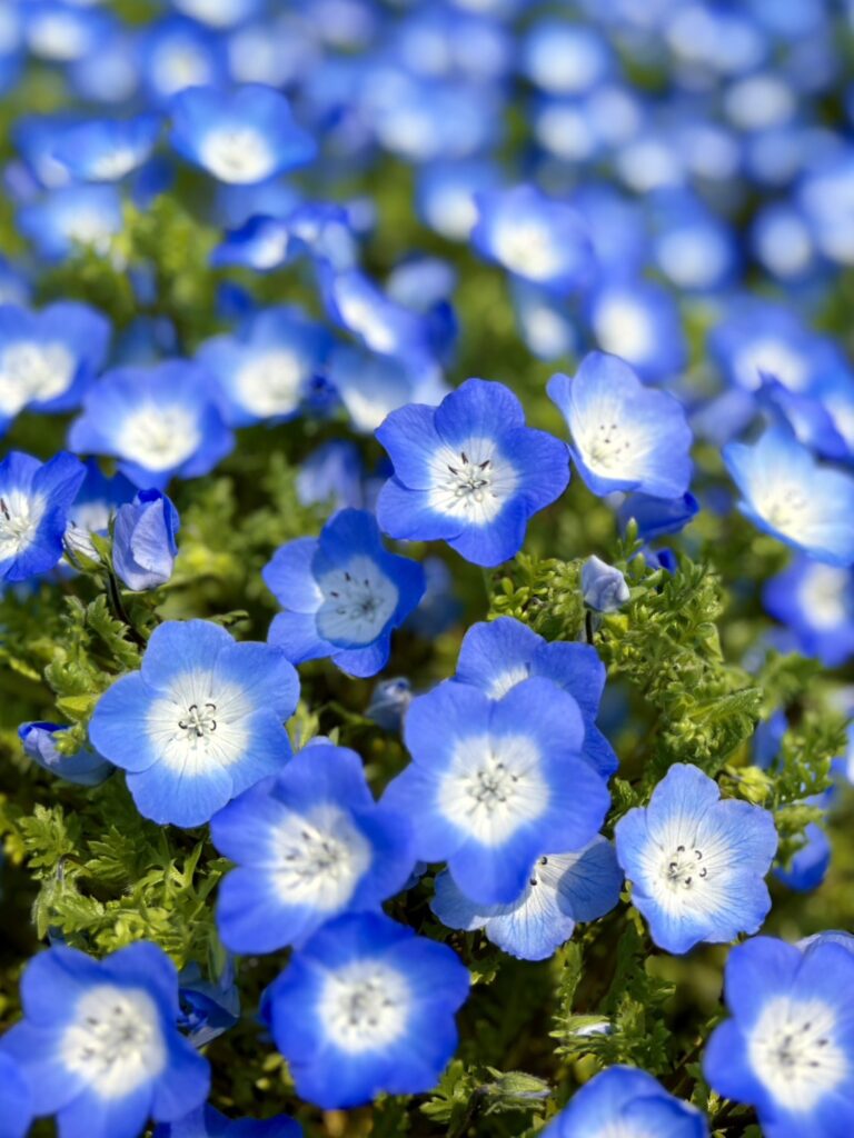 春の光の中で広がるネモフィラの花畑