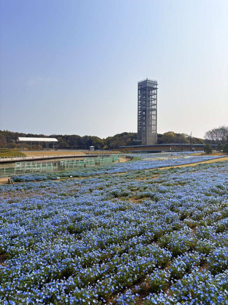 浜名湖ガーデンパークのネモフィラ花畑。見渡す限りの青に、思わず足を止めてしまいます。