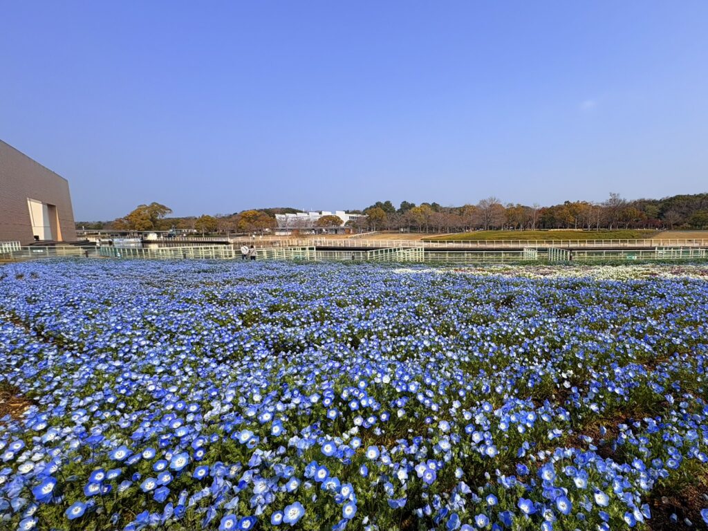 一面に咲くネモフィラがやさしい雰囲気