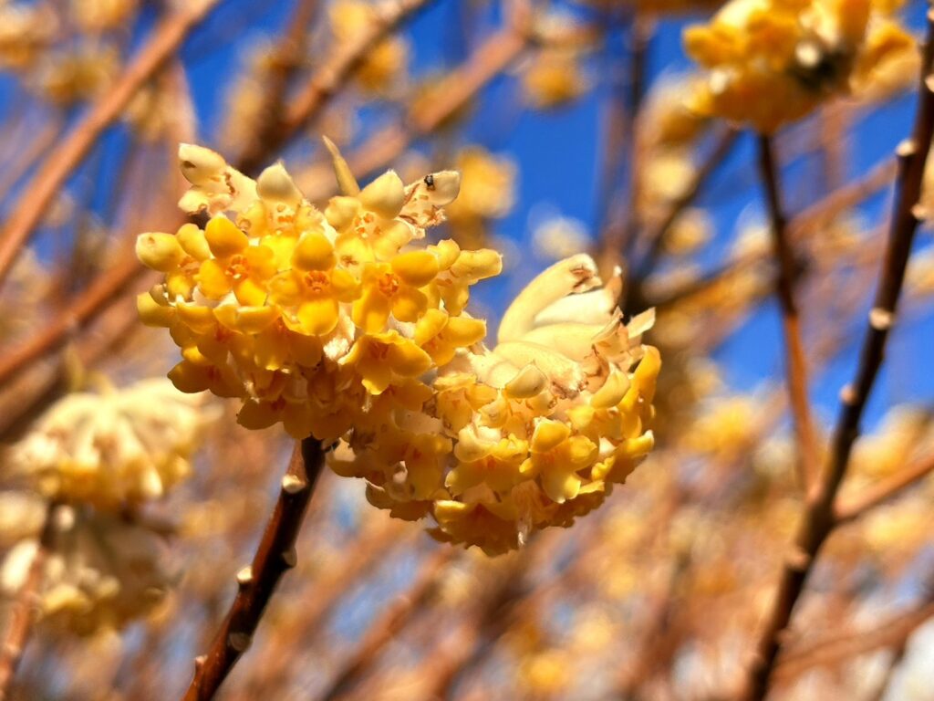 丸く咲くミツマタの可愛らしい花