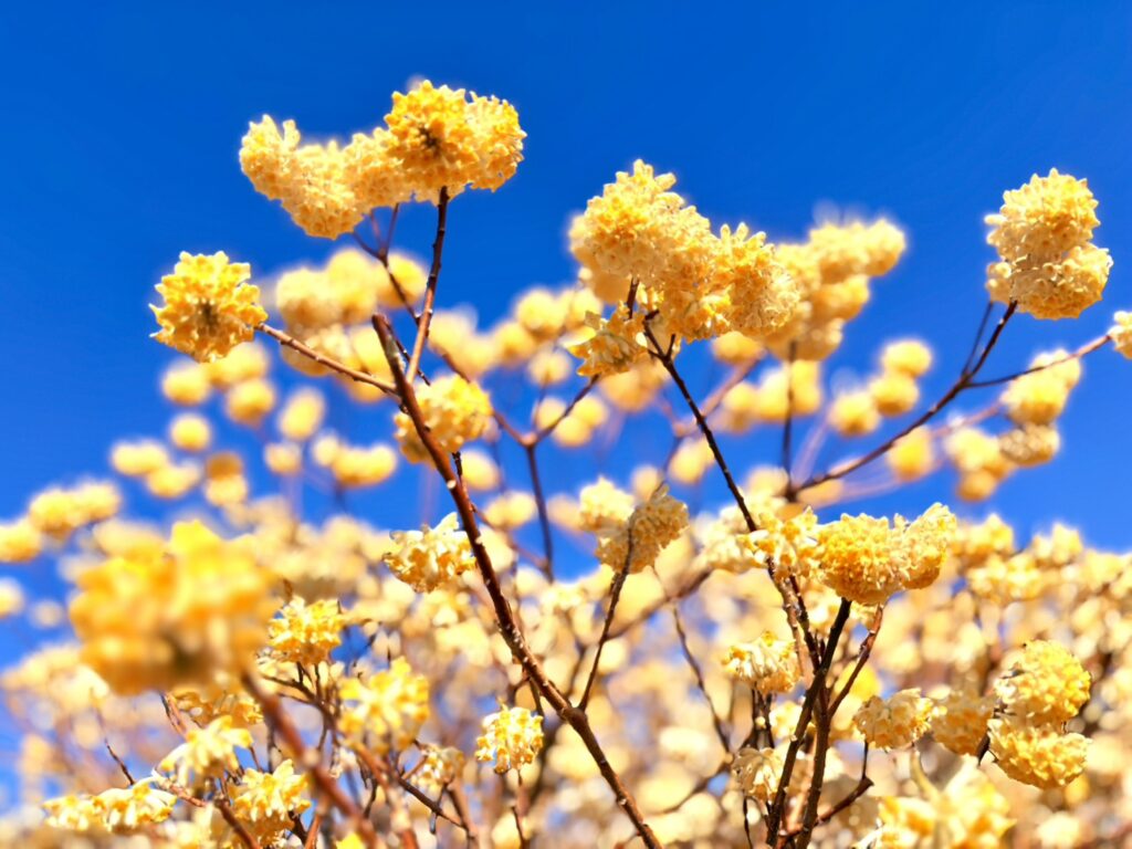小さな手毬のようなミツマタの花