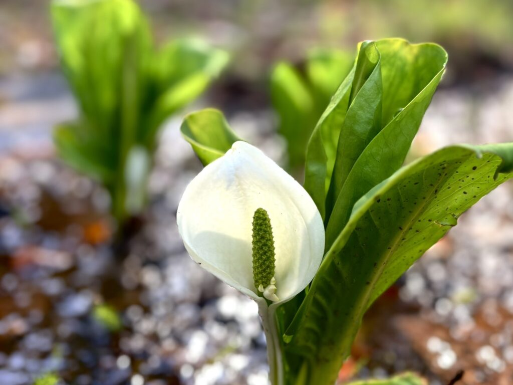 山梨県笛吹市の藤垈の滝・大窪いやしの杜公園で、日本一早いミズバショウが見頃に。約3,000株の群生や開花時期、入口からの行き方を写真付きで詳しく紹介します。