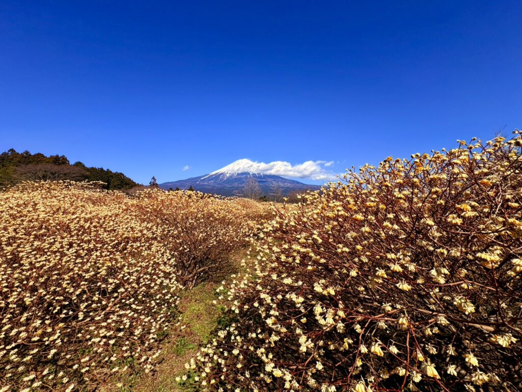 富士山が見える白糸自然公園に咲くミツマタの群生