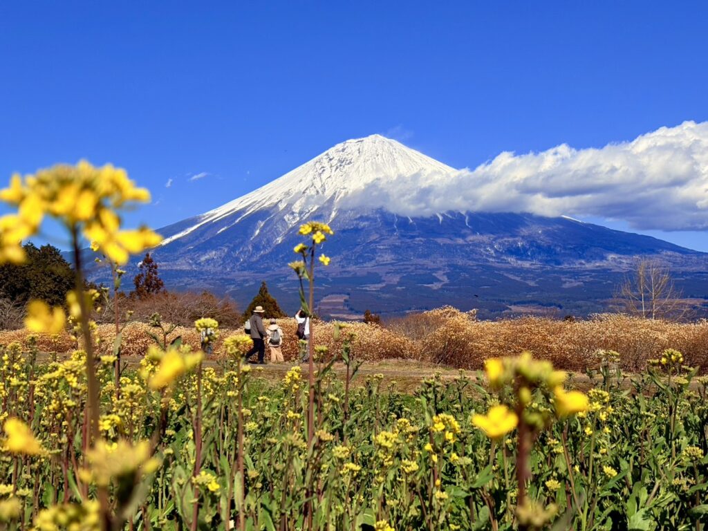 春を感じる菜の花と富士山