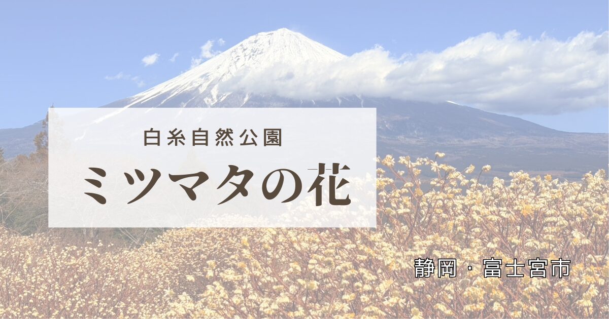 富士宮市にある白糸自然公園のミツマタが見頃です