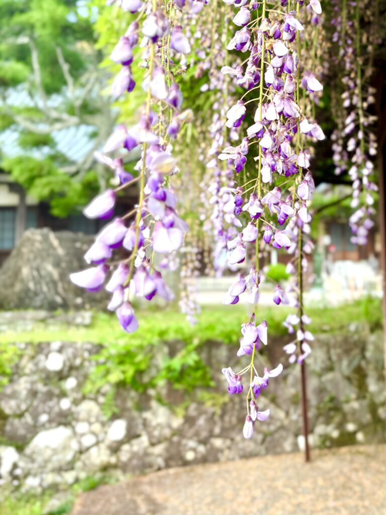 淡い紫色の藤の花が風に揺れています。