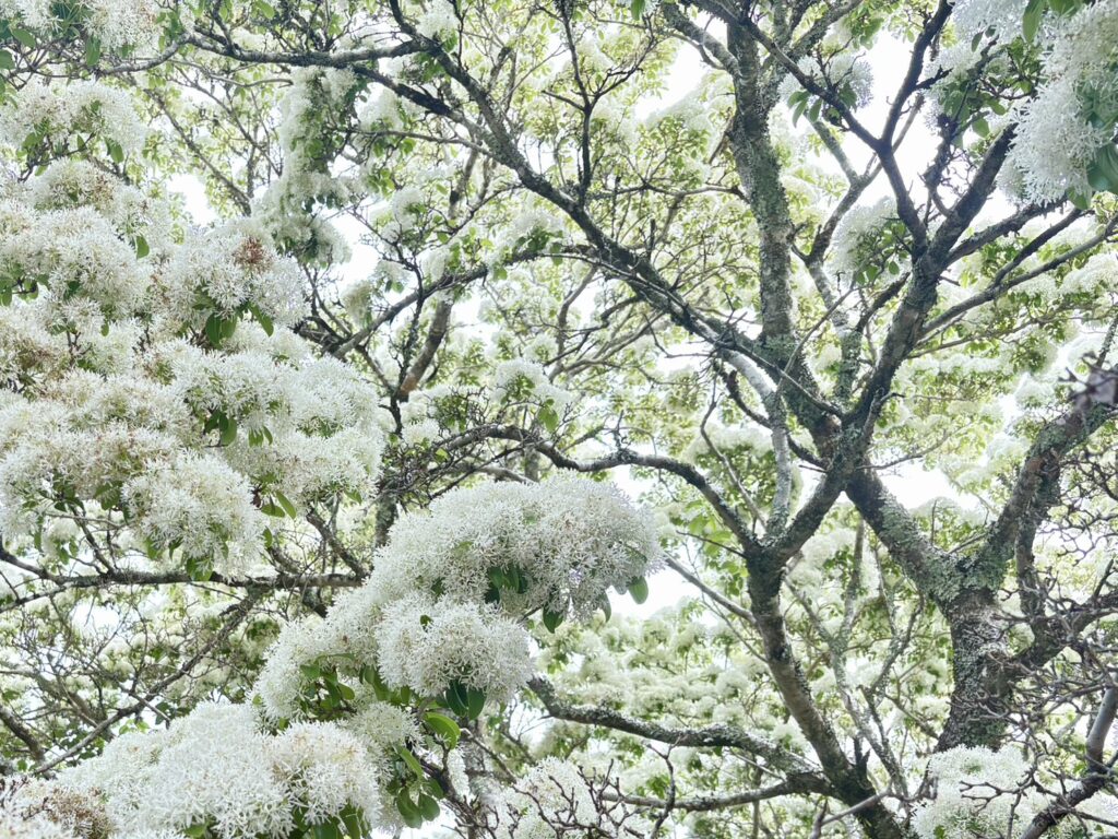 白くふんわりと咲く花がとてもきれい