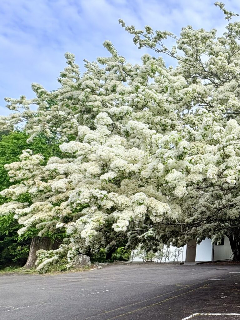  境内（駐車場の一角）に立つなんじゃもんじゃの大木と春の風景