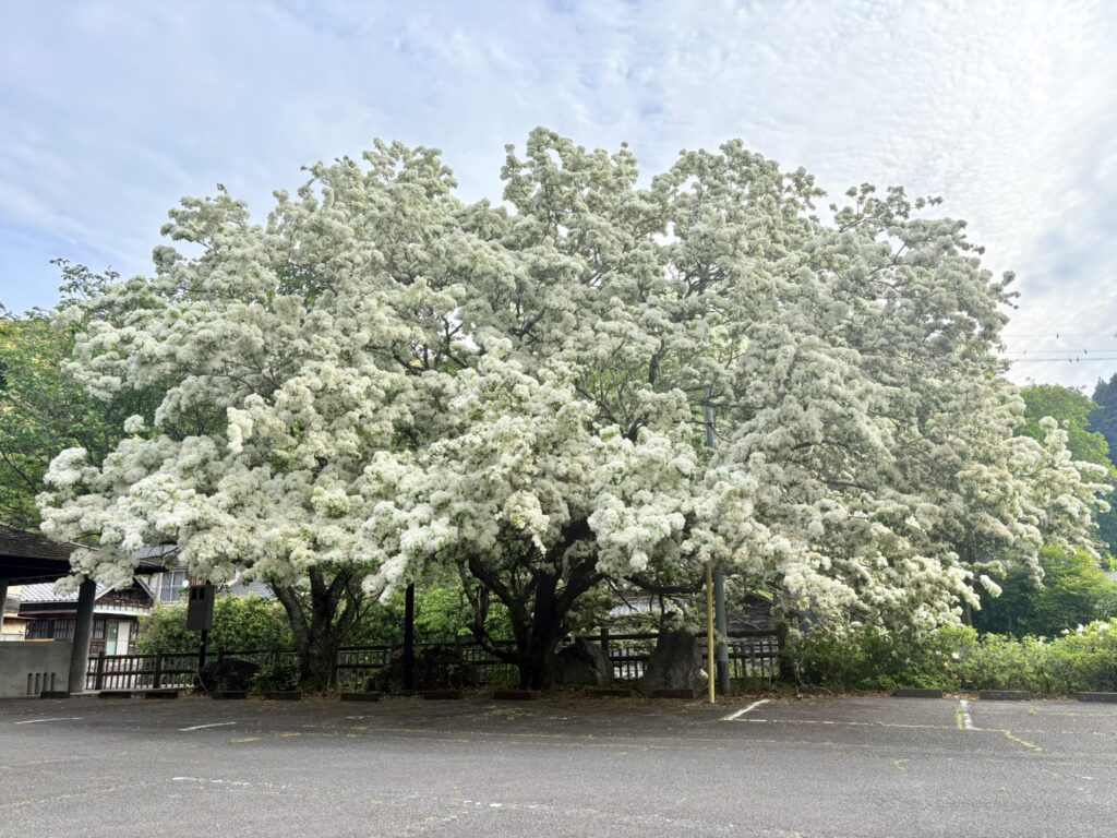 静岡県静岡市駿河区の誓願寺に咲く満開のナンジャモンジャ。