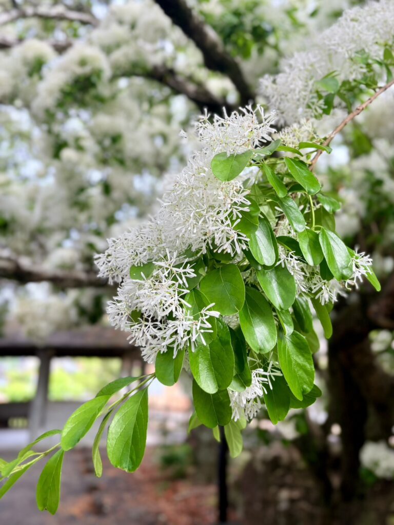 近くで見ると繊細な花がよく分かります。