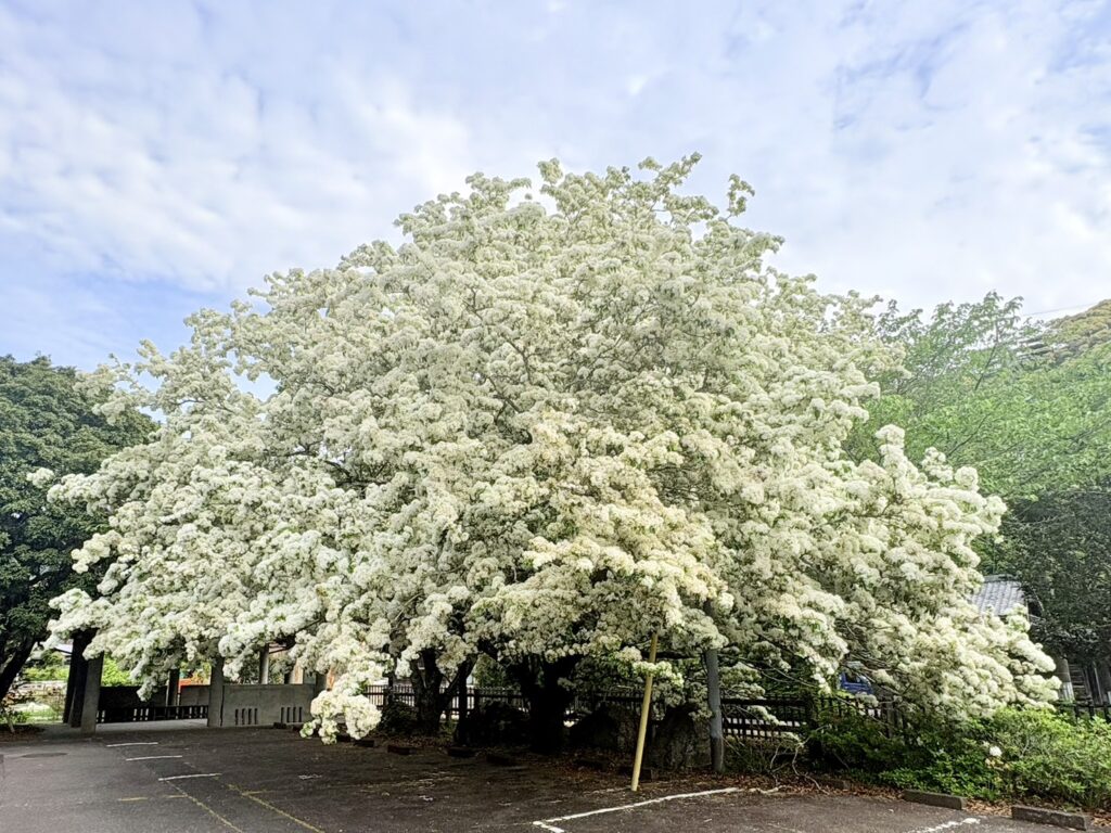静岡市駿河区の誓願寺で、なんじゃもんじゃの木（ヒトツバタゴ）が満開に。白くふんわりと咲く花が美しく、静かに楽しめる穴場スポットです。見頃や現地の様子を写真付きで紹介します。