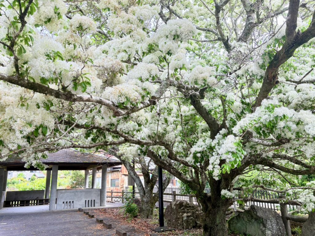 静岡市駿河区にある誓願寺で、なんじゃもんじゃの木（ヒトツバタゴ）が見頃を迎えています。