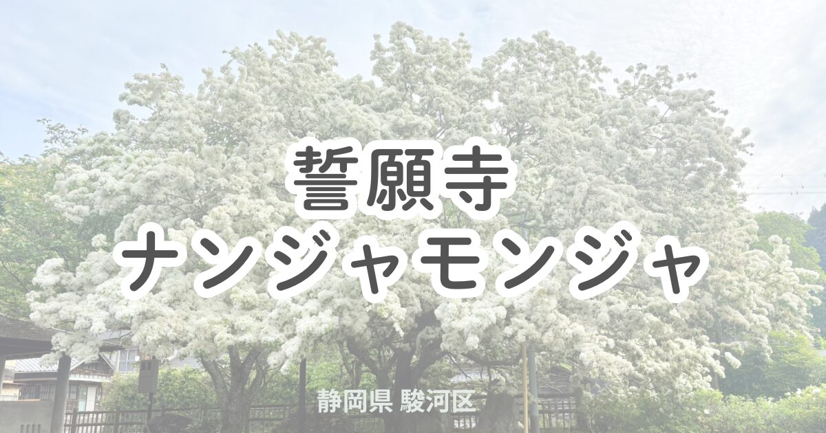 静岡市駿河区の誓願寺では、なんじゃもんじゃの木が満開に。遠くからでも目を引く白い花と、足元に咲くツツジが織りなす春の風景が楽しめます。静かに訪れたい穴場スポットの魅力を紹介します。