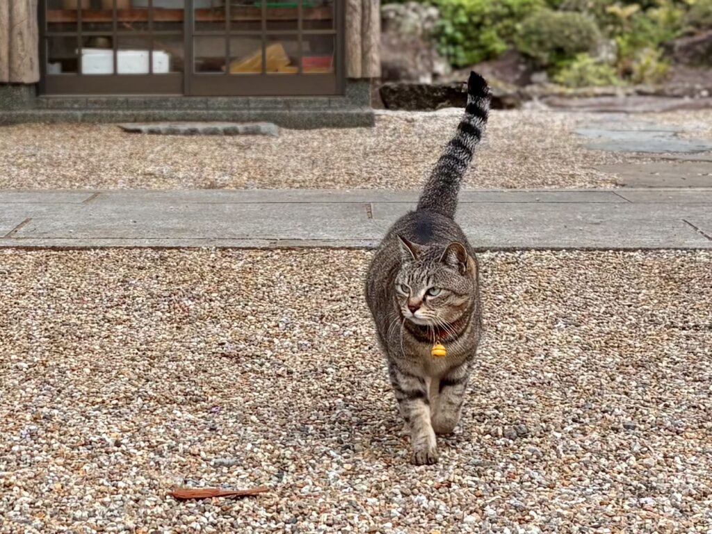境内で出会った寺猫のいずみさん。人懐っこく近寄ってきてくれました。