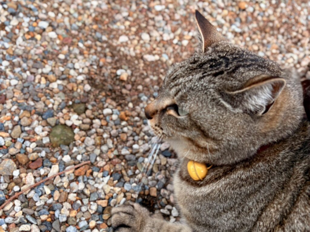ふと足元に現れた寺猫のいずみさん。人懐っこいしぐさに、思わず足を止めてしまいます。