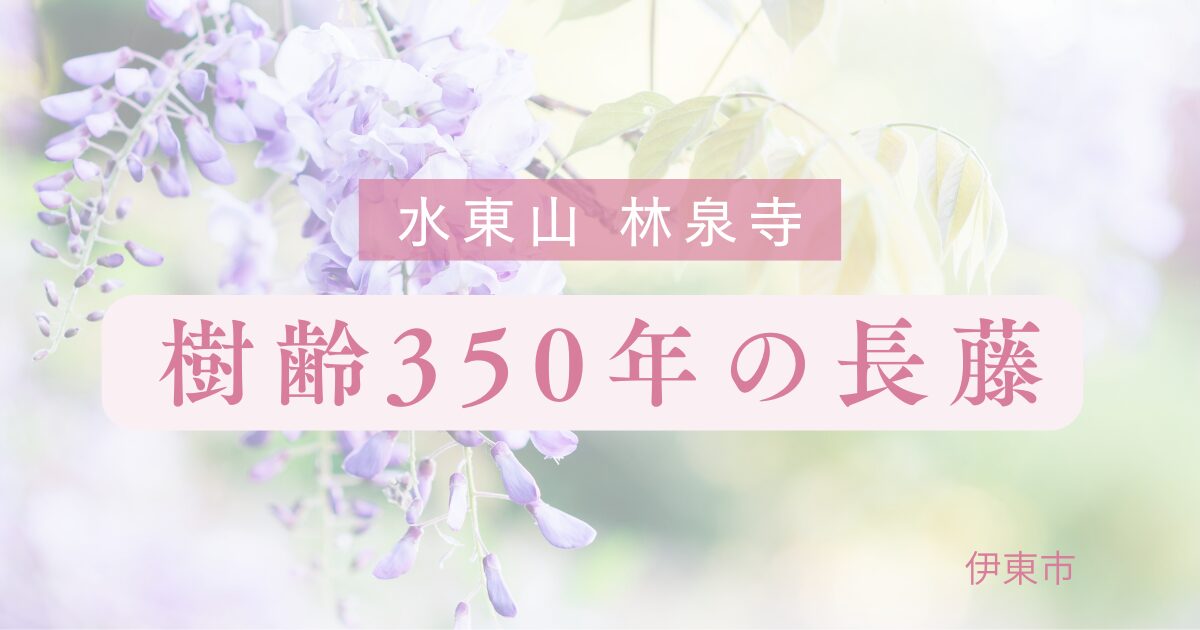 伊東市　林泉寺の長藤は樹齢350年。