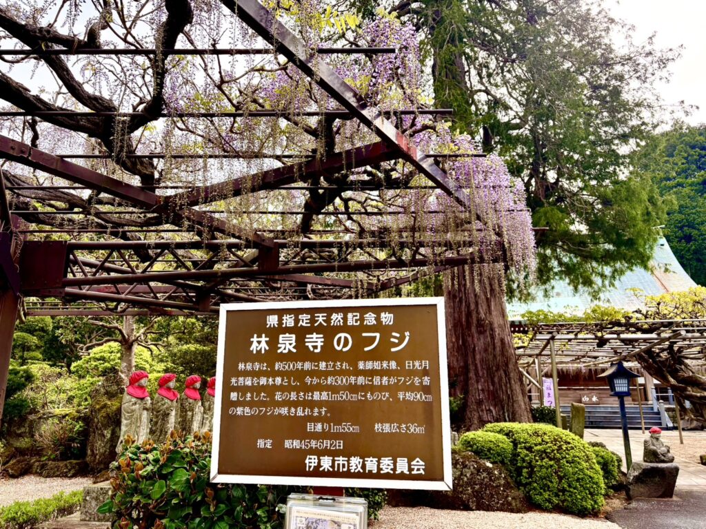 藤の花（林泉寺）