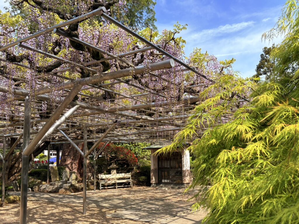 林泉寺の庭園と新緑