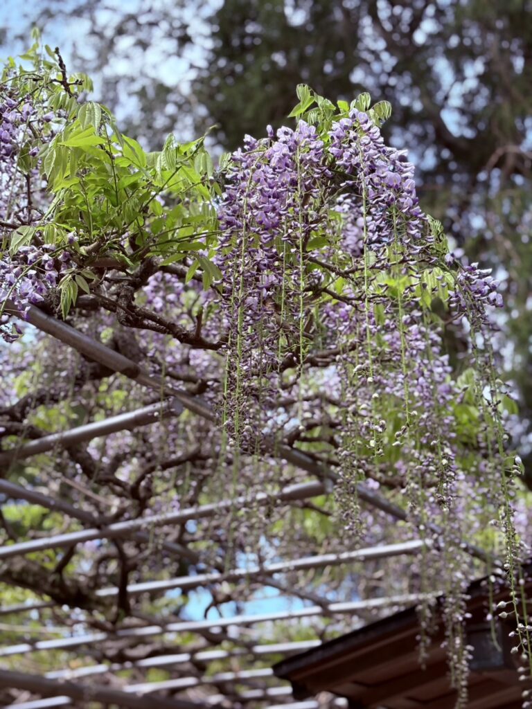 藤棚の下から見上げると、光と花が重なり合う印象的な景色に