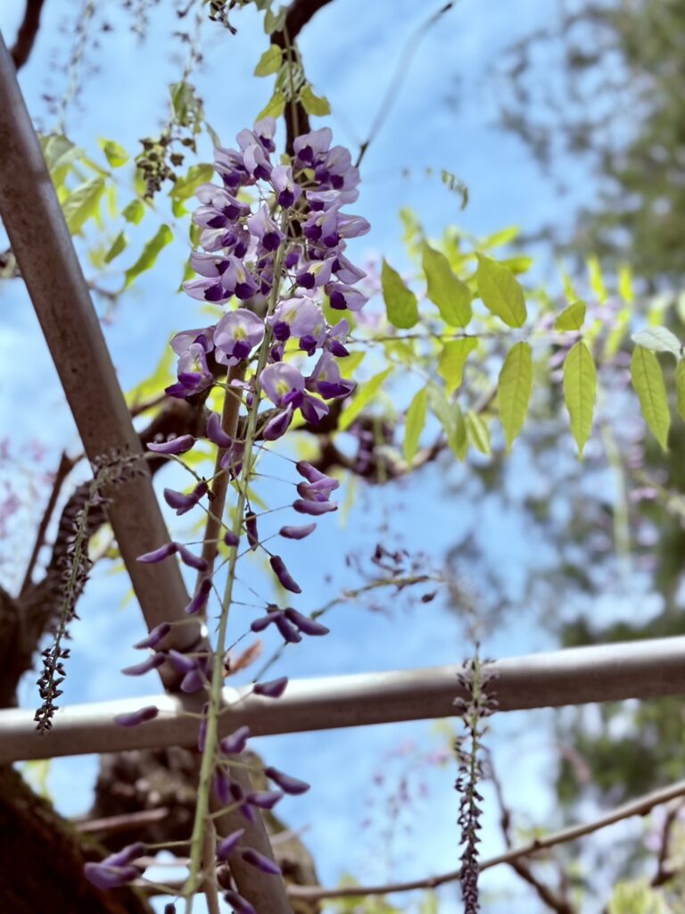 細く長く伸びる花房が風に揺れ、やわらかな動きを見せてくれます。