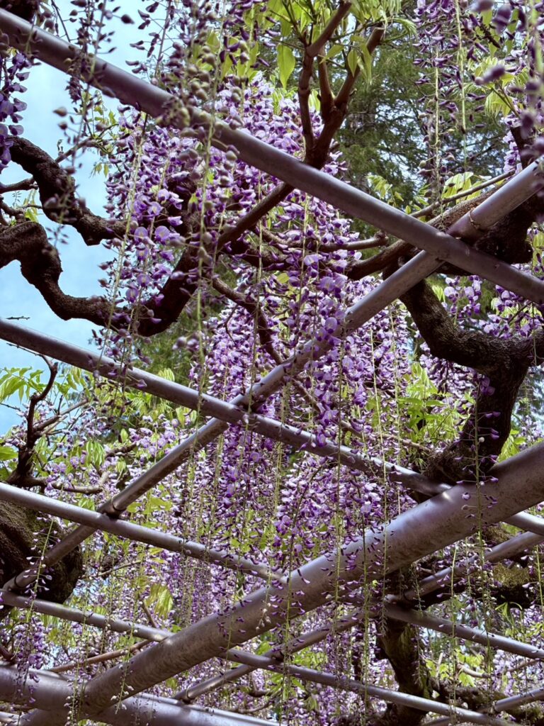 淡い紫の藤がやさしく垂れ下がり、春らしい風景が広がります。