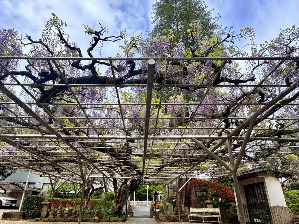樹齢350年の藤棚（林泉寺）
