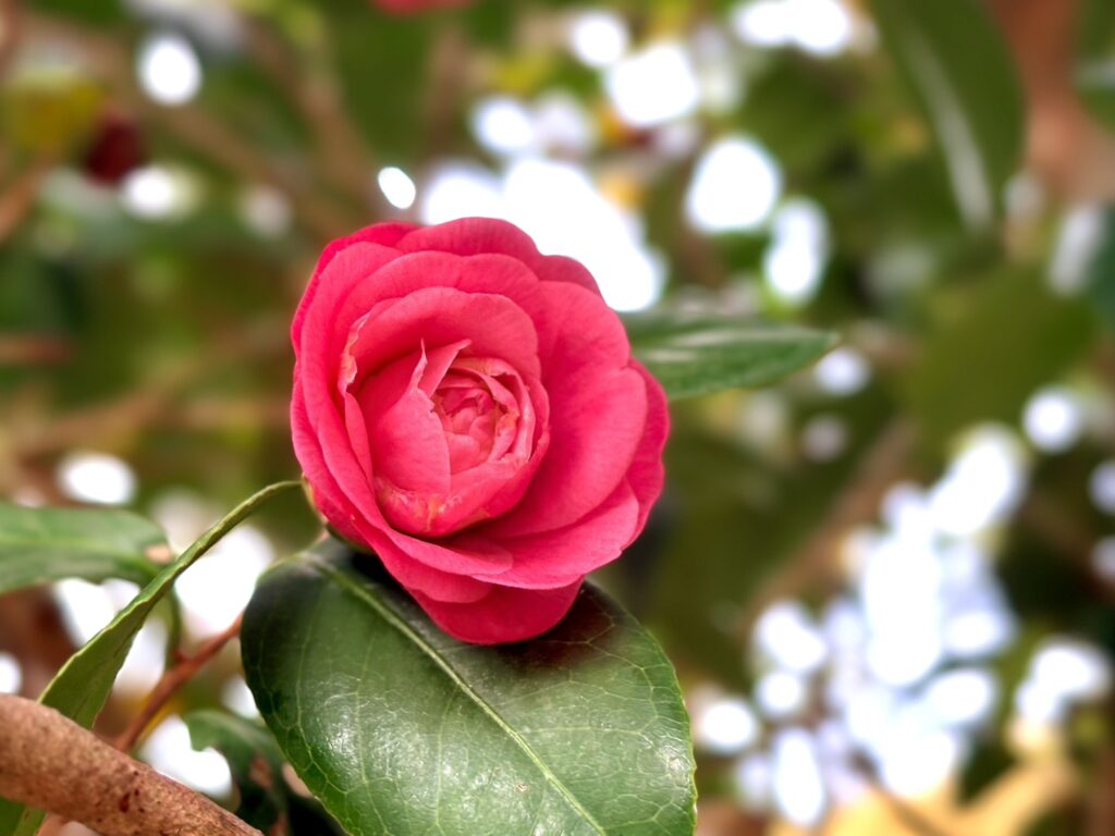 赤い椿は凛とした上品な表情。