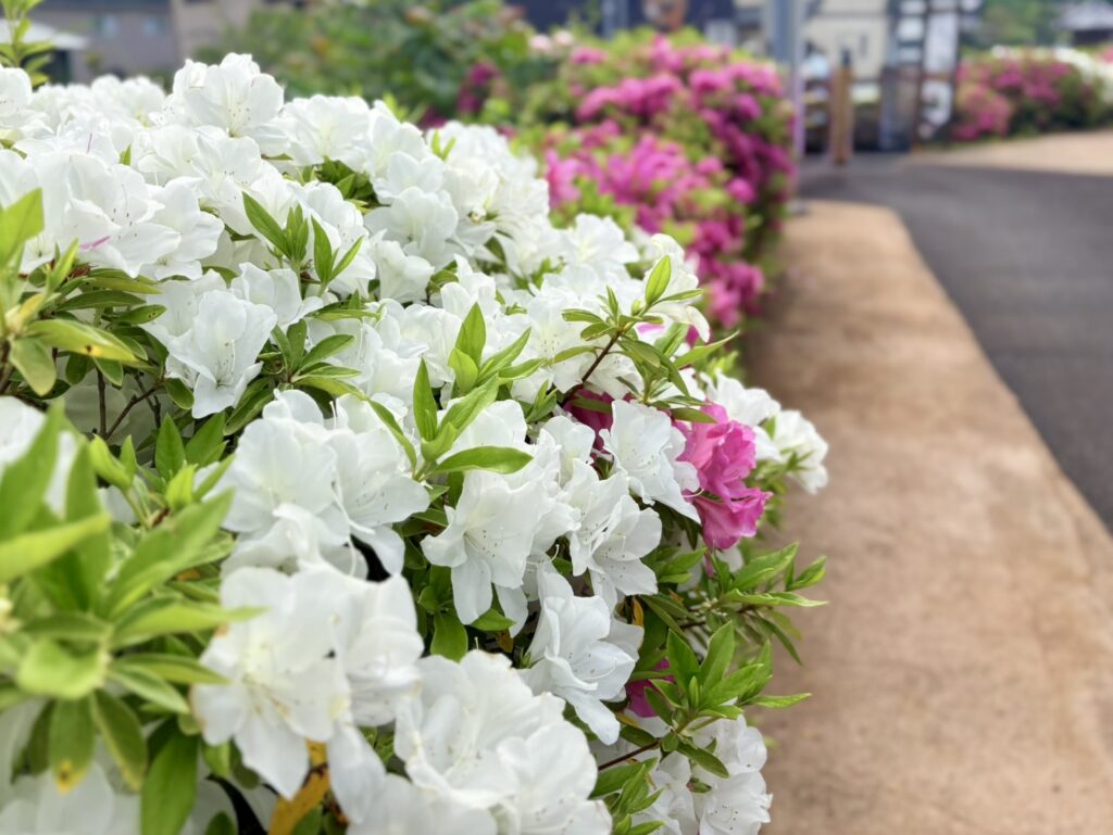 境内に続く道すがらではツツジも咲いています。