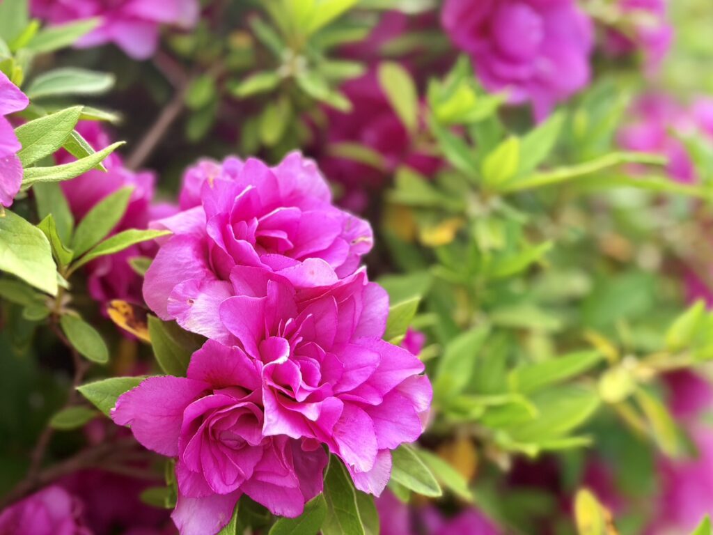 白とピンクの春らしい風景が広がります。特に八重咲きが綺麗です。