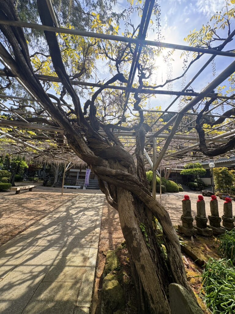 境内に広がる藤棚。樹齢350年の歴史を感じる美しさです。