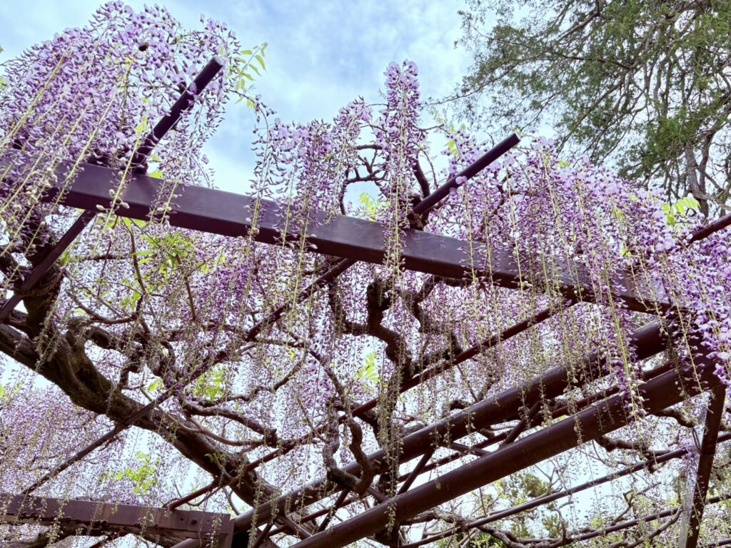 細く長く伸びる花房が風に揺れ、やわらかな動きを見せてくれます。