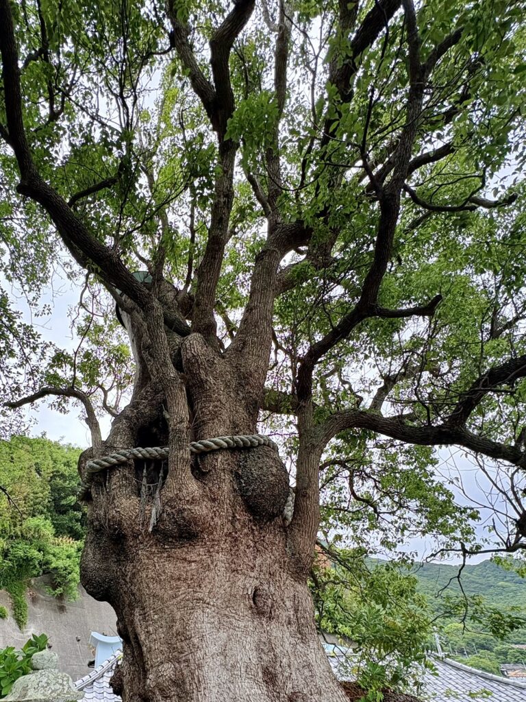 照江寺の境内に立つ樹齢約500年の大楠