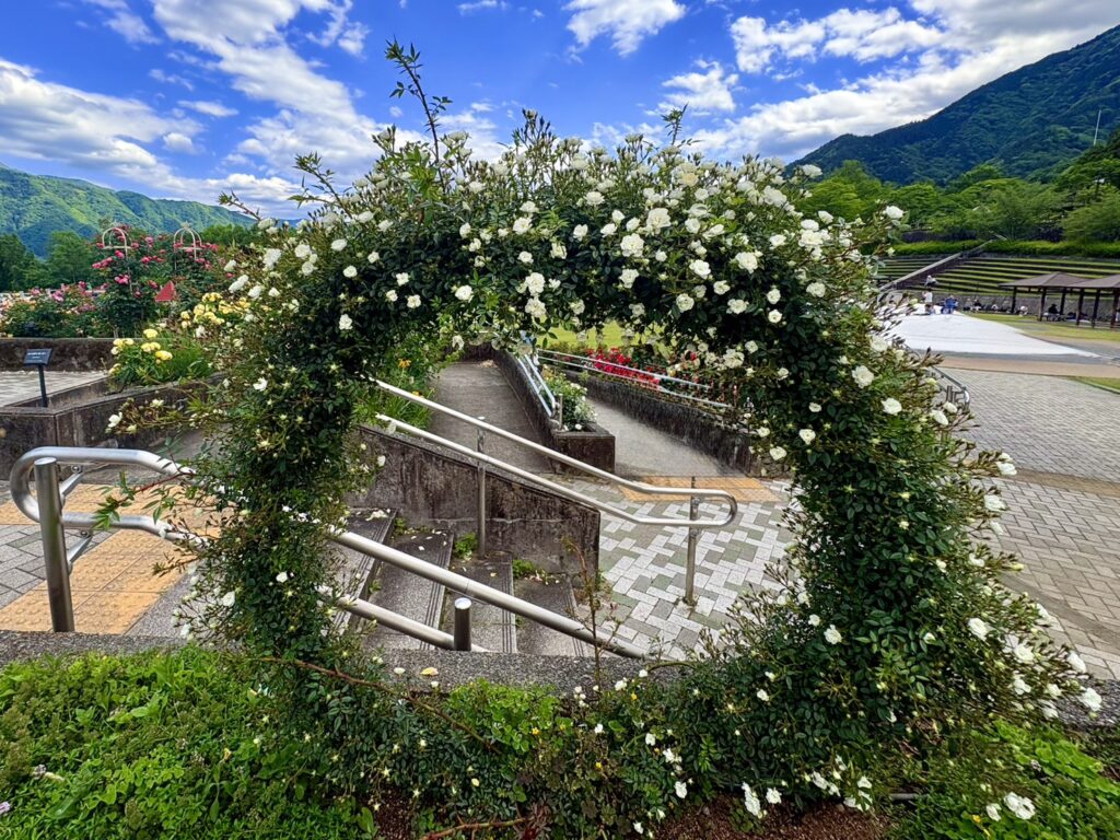 まん丸く咲く白い薔薇。