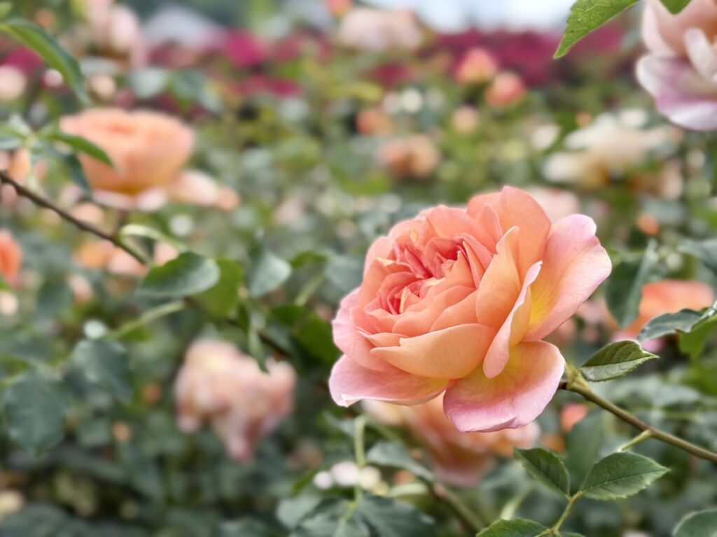 富士川クラフトパークで美しく咲く薔薇の名前はレディ・オブ・シャーロット。