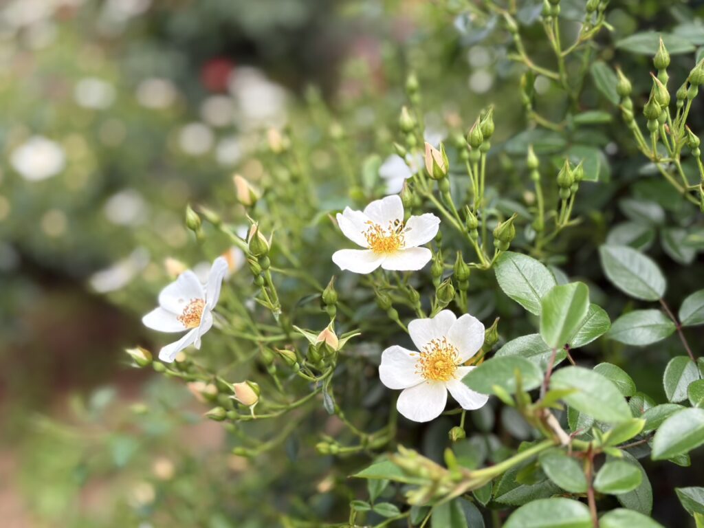 白く清楚な小薔薇。