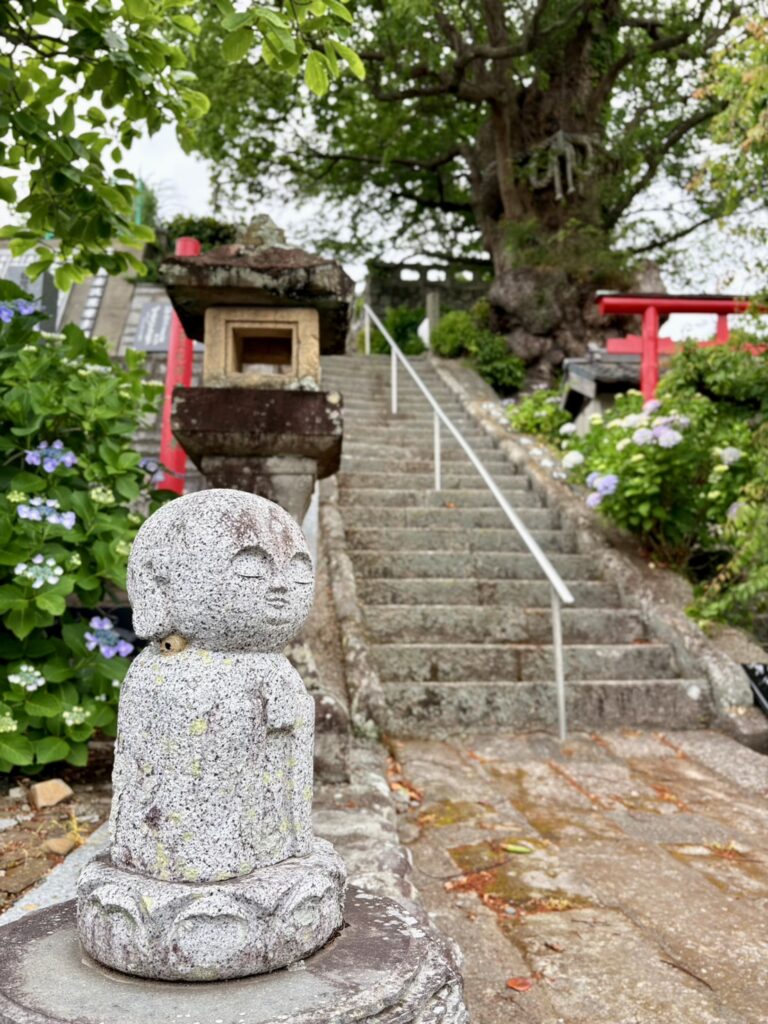 沼津市の照江寺で咲き始めた紫陽花とお地蔵さん