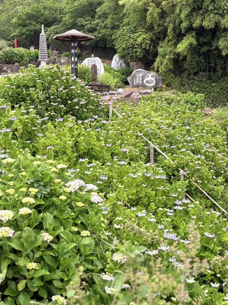 江浦湾を望む紫陽花寺の風景