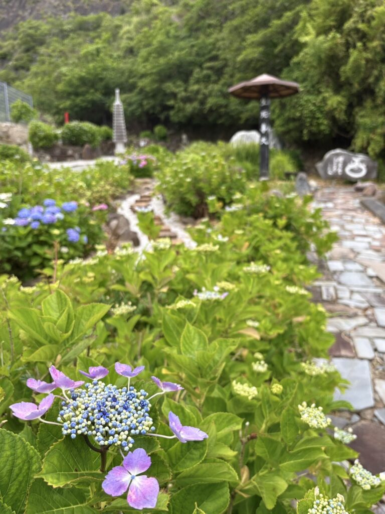 石碑と紫陽花に囲まれた照江寺の小道